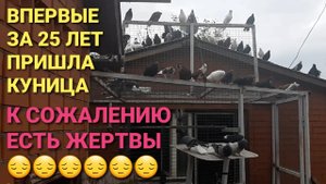 Пришла куница. К сожалению есть жертвы. 😕😕😕 Впервые за 25 лет. Николаевские голуби.
