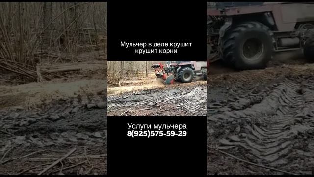 Мульчер AHWI 550 в деле крушит пни деревьев / Расчистка территории после лесозаготовки