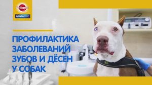 Профилактика заболеваний зубов и десен у собак