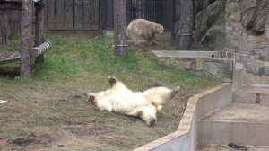 Белка и Стрелка после бассейна красят свои шубки. 14.10.2024