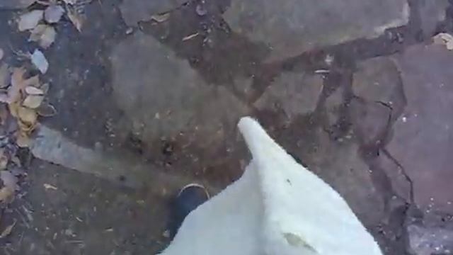 Луганск. Храм иконы Божией Матери "Взыскание погибших" смотреть онлайн