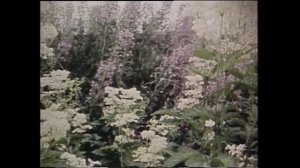 # 85-летию поэта Николая Рубцова. Фильм-очерк "Тихая моя родина."