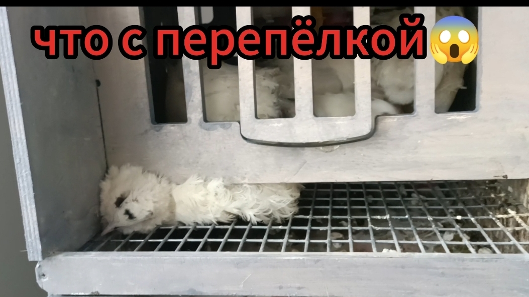 Рассадила перепелят🐣🐤🐥