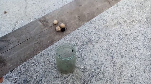 Самый ядовитый паук в России / Последствия укуса / Каракурт или Черная Вдова смотреть онлайн