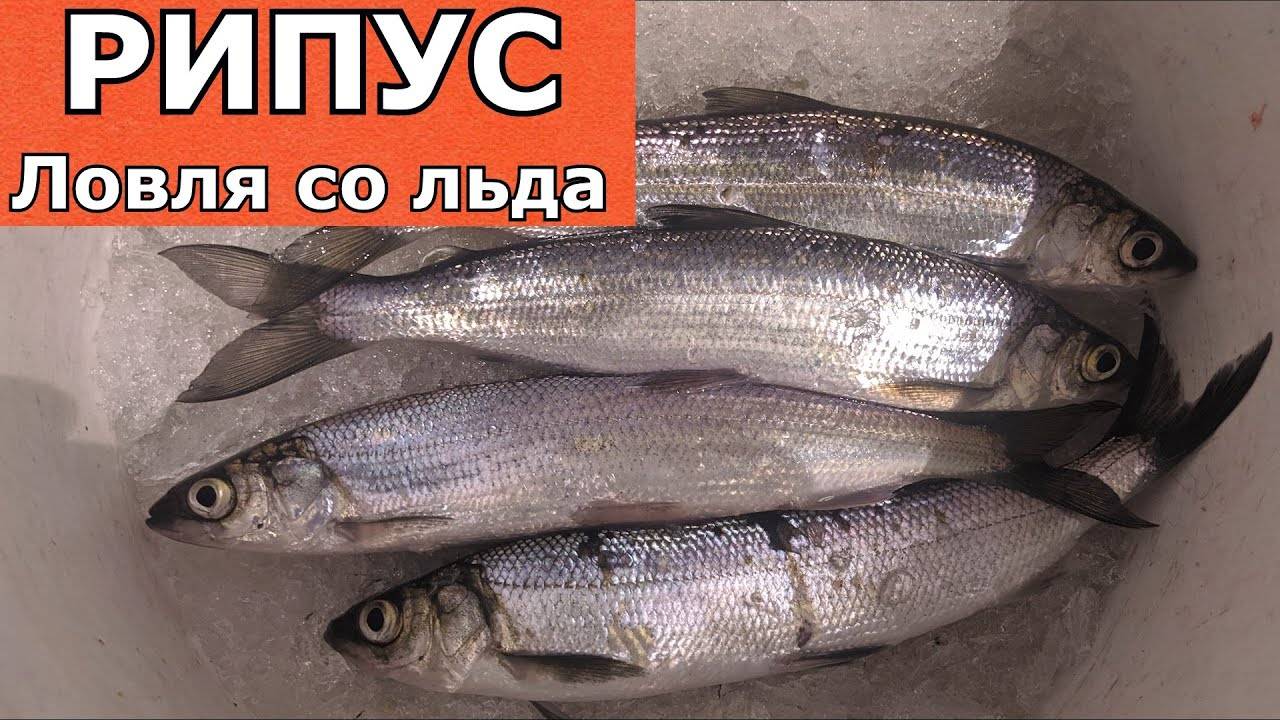 Ловля РИПУСА. Ночная рыбалка.
