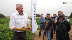 DokaGene О сорте КИНГСМЕН