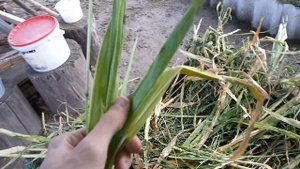 Зелёный корм для кроликов.  Кормление кроликов.