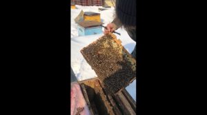 500+ Сверхранняя выставка пчёл. Часть 1.