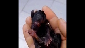 Детёныш циклопа-животного ?