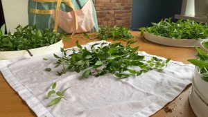 Сушить мяту в домашних условиях для чай в электросушилке