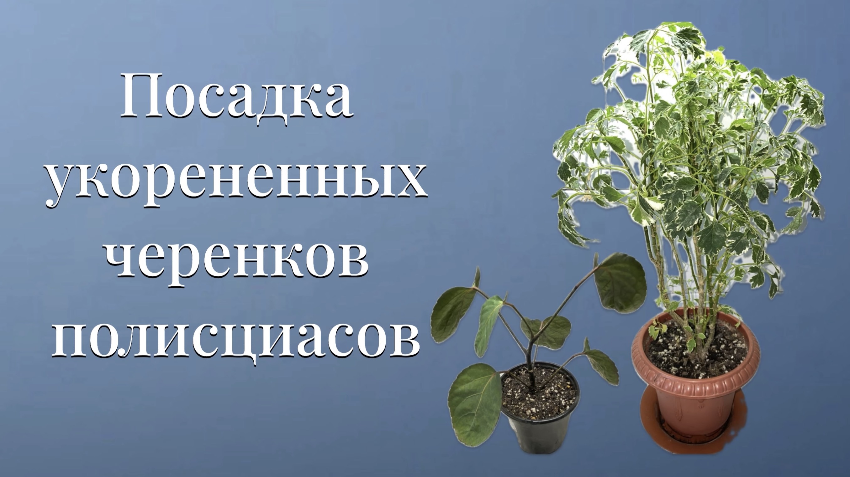 Черенки полисциасов дали корни. Пора их в землю сажать. Жарю грунт в микроволновке. 16 октября 2024