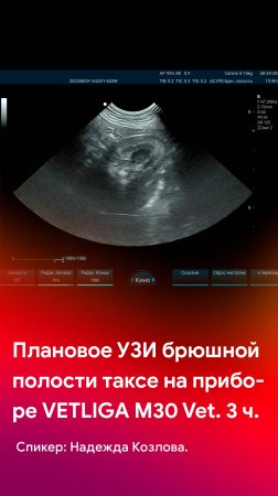 Плановое УЗИ брюшной полости таксе на VETLIGA M30Vet. 3 часть - исследование почки