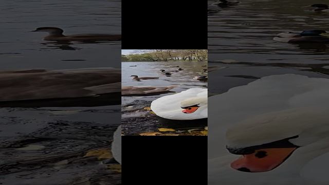 Лебеди.