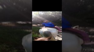 отдых коней