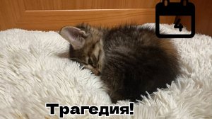 4 случилась трагедия с животными!