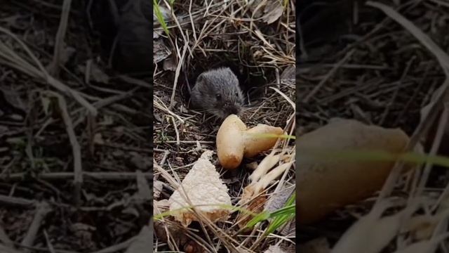 Тук- тук, кто в домике живет?