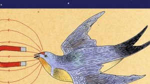 Как перелетные птицы понимают, куда им лететь?