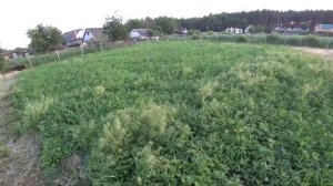 Комбикорм или зерно? Чем кормить