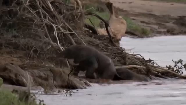 Giant Elephant Suddenly Attacks Lion Family And Crushes Lion Cub - Lion Mother Crying In Pain