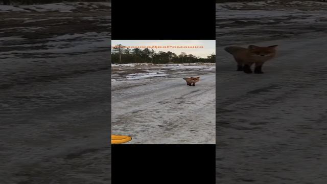 14.10.2024 ПАТРИКЕЕВНА... ПО ДОРОГЕ НА РАБОТУ, ПЛЕМЯШКА ВСТРЕТИЛА #shorts