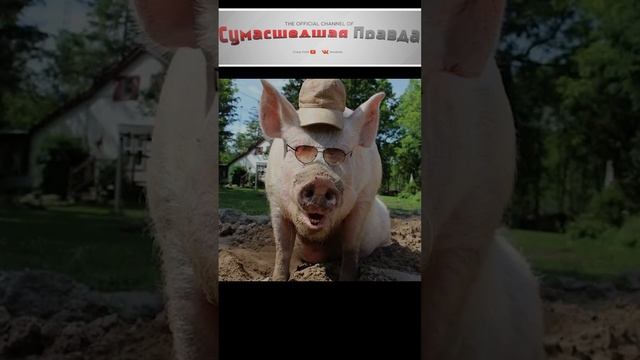 Топ 10 самых умных животных 7 место#животные#умные#топ 10#интересно#познавательно#свинья#7 место#