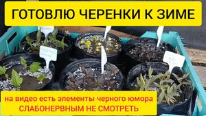 Осеннее черенкование декоративных кустарников. Сохраняем саженцы зимой.