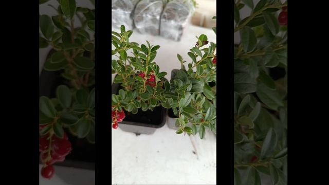 Размер ягод брусники садовой!!! смотреть онлайн