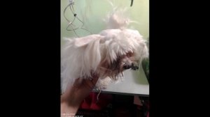 Мальтийская болонка после зимы