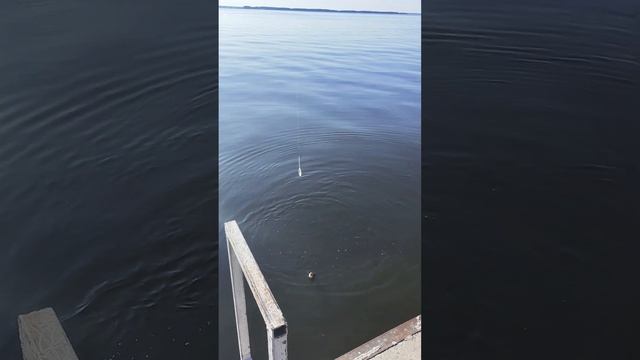 Подъязок, язь на бомбарду. Волга радует рыбой. Отличное утро на Волге.