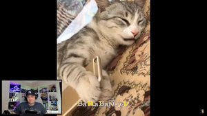 Реакция на  Праздники не для котов!  Подборка смешных котов для хорошего настроения!