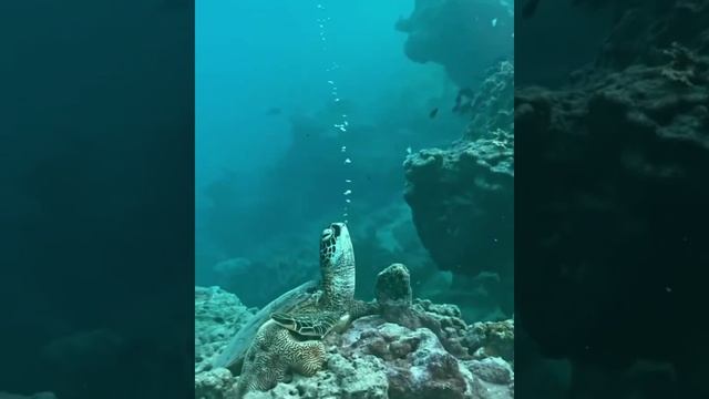 Морские Черепахи: Искусство Подводного Сна