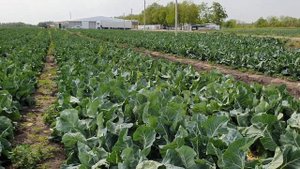 Овощи растут. Абени F1 ранняя цветная капуста