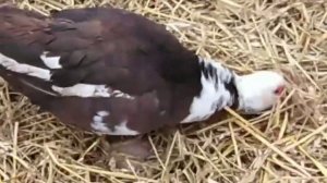 Куры несушки 🐔🥚🦆Мускусные утки