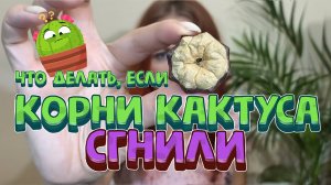 Корни кактуса сгнили. Обрезка кактуса и что делать, если кактус без корней?