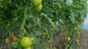 Томат Пинк Айди во втором обороте, 25 октября 2023 год.