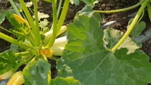 Овощи Растут. Кабачок Марселла, Коринто, Аймаран и Арал в сравнении.