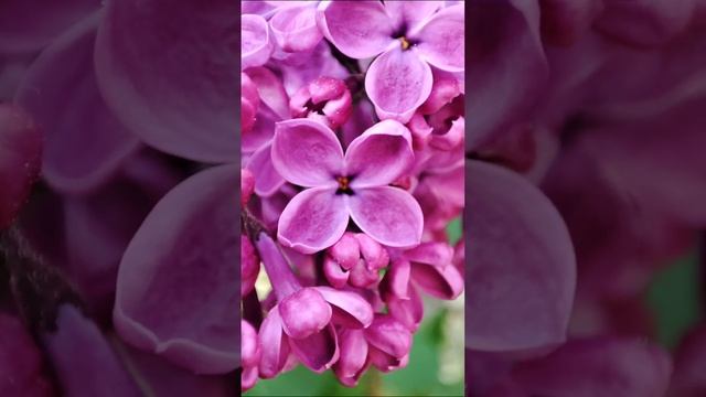 Цветущая весна сирень, боярышник, когда яблони цветут. Москва парк