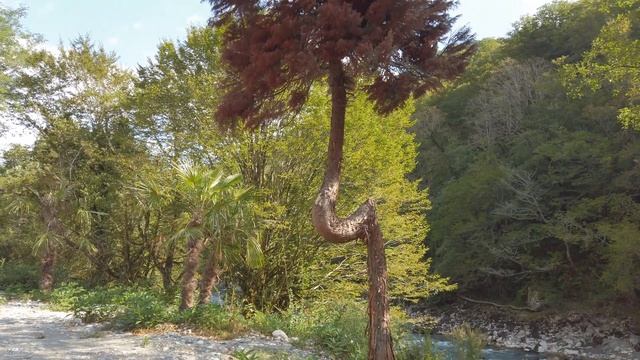 Абхазия. Дорога на озеро Рица. Mavic Air(4K) Cinematic footage. смотреть онлайн