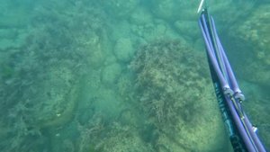 Охота с арбалетом на глубине. Подводная охота в чёрном море