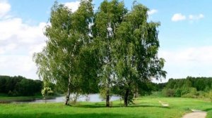 Люблю березку русскую