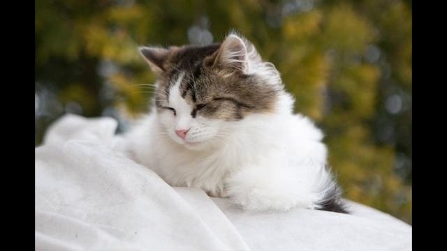 Кот в добрые руки Москва и Мо
