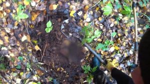 Хороший металлокоп с Вездеходом. Заблудился в тайге!!!