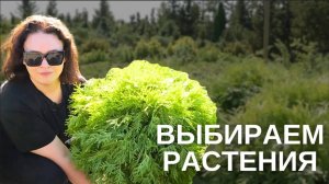 Правильный подбор растений в садовых центрах