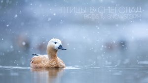 Первый снег в городе. Утки в снегопад | 4k, slow motion😍