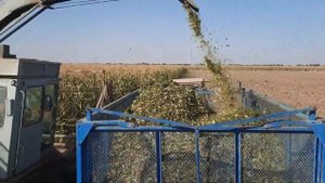 SURXONDARYO SELOS NARXLARI