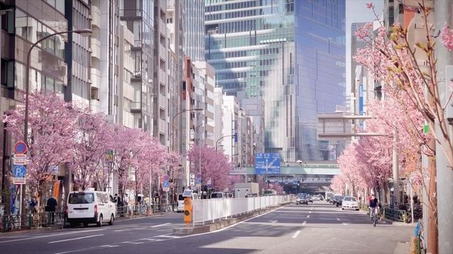 Cherry Blossoms Shibuya 2023| Sakura | Shibuya City| Tokyo| 4K Video | Iphone12ProMAx