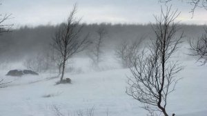 Звуки снежной бури для сна, расслабления | Завывания ветра в лесу