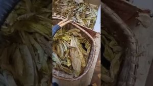 Ферментатор для табака. Видео от диванного критика!