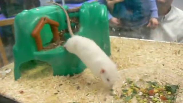 rats at OMSI смотреть онлайн