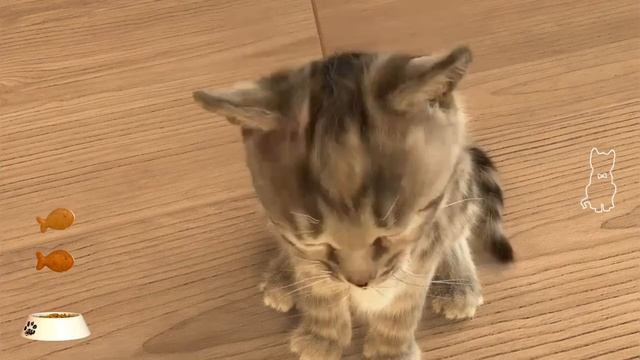 Little Kitten - My Favorite Cat A laughing cat game